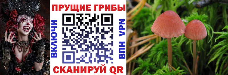 mega как зайти  Арск  Псилоцибиновые грибы Magic Shrooms 